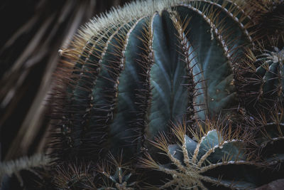 Close-up of cactus plant