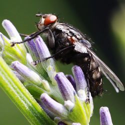 Close-up of butterfly pollinating on purple flower