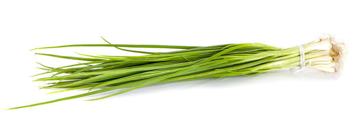 Close-up of green leaf against white background