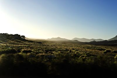 Scenic view of field against clear sky