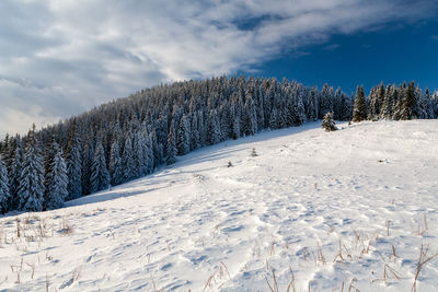 Forrest in carpathian mountains in winter