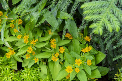 High angle view of flowering plants growing on field