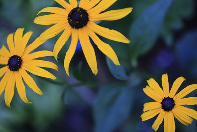 flowering plant