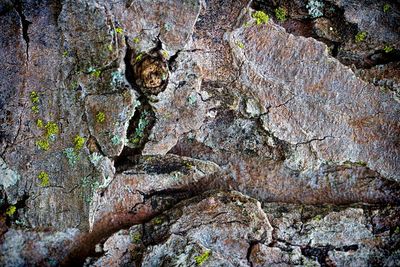 Close-up of lizard on rock