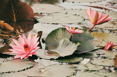 Close-up of lotus water lily