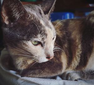 Close-up of a cat looking away