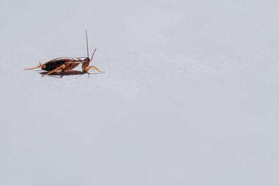 Cockroaches on a white background