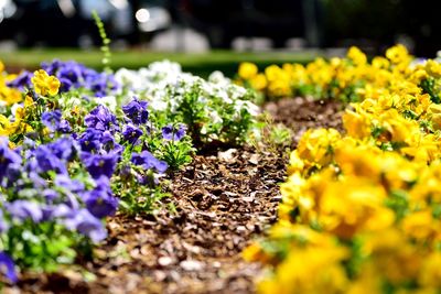 Close-up of flowers growing on plant