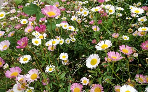 High angle view of pink flowering plants on field
