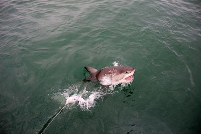 High angle view of fish swimming in sea