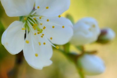 Close-up of white flower