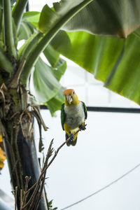 Low angle view of bird perching on a plant