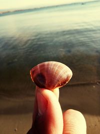 Close-up of jellyfish in water