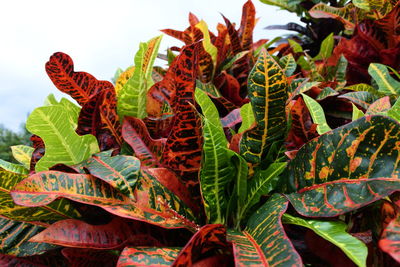 Close-up of autumnal leaves