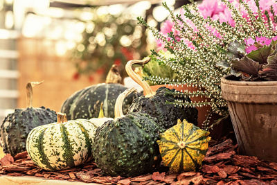 View of pumpkins on potted plant