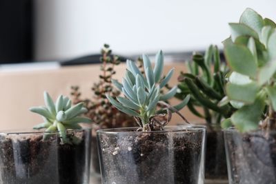 Close-up of potted plant