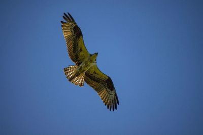 Low angle view of eagle flying against clear blue sky