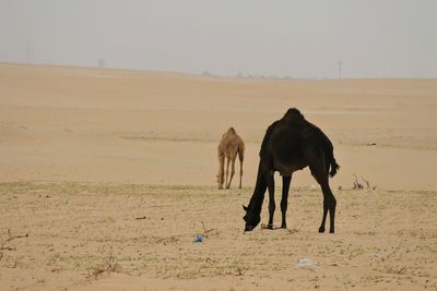 Horses standing in a desert