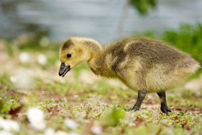 Side view of a bird on field