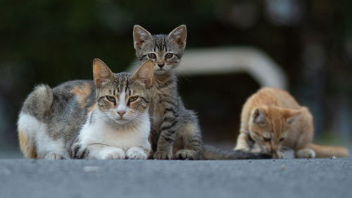 Portrait of cats relaxing