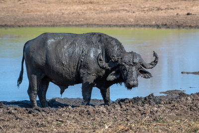 Side view of horse drinking water