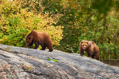 Brown grizzly bears are roaming the rock hill in their sizable enclosure at the bronx zoo