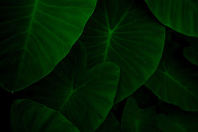 Closeup green leaves of elephant ear in jungle. green leaf texture background with minimal pattern.