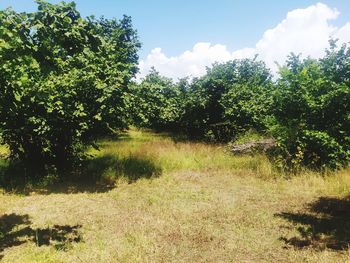 Trees on field against sky