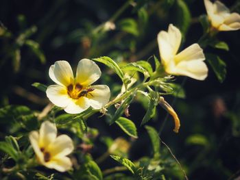 Close-up of white flowering plant