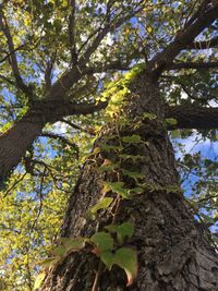 Low angle view of tree in forest