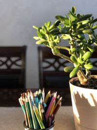 Close-up of succulent plant on table at home