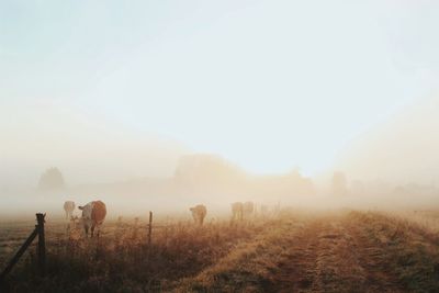 Sunrise and cows