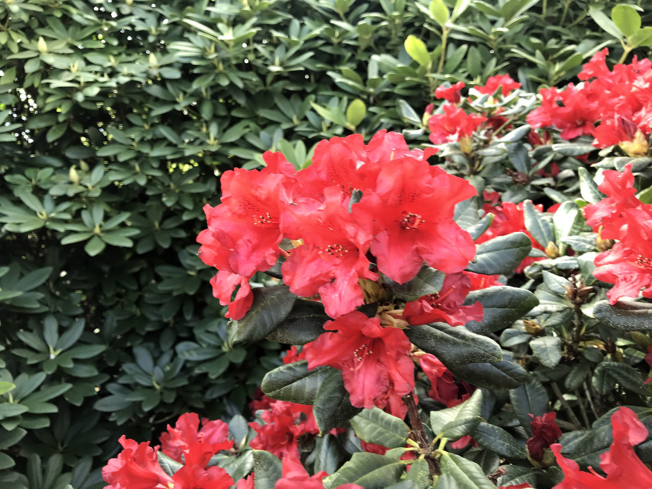 CLOSE-UP OF RED ROSE FLOWER