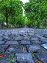 Leaves on tree by plants