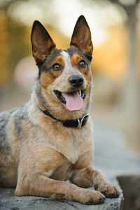 Portrait of dog lying outdoors