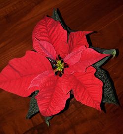 High angle view of red flower on table