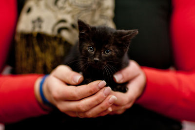 Midsection of person holding cat