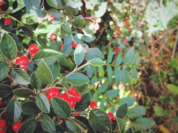 Close-up of red berries growing on tree