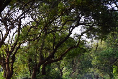 Low angle view of trees in forest