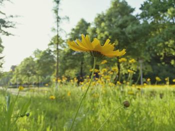 Close-up of yellow flowers blooming on field