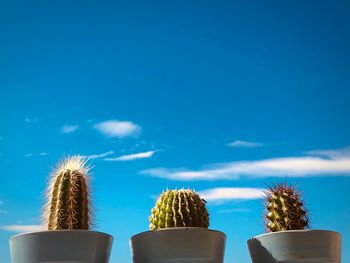 Low angle view of potted cactus against blue sky