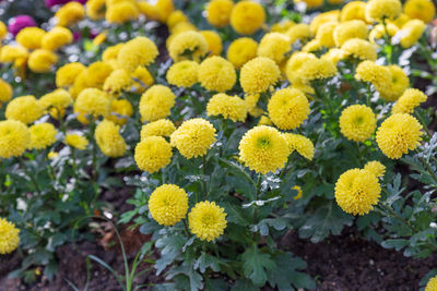 High angle view of yellow flowering plants