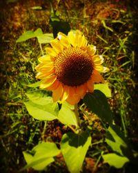 Close-up of yellow flower blooming in field