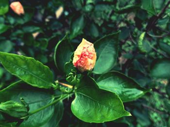 Close-up of pink flower