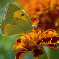 Close-up of butterfly pollinating on flower