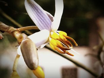 Close-up of white flower