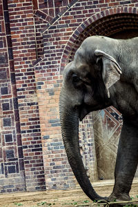 View of elephant in zoo