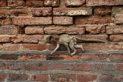 Full length of brick wall. baby monkey walking at lop buri, thailand.