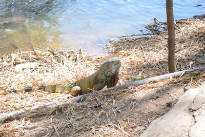 View of a duck on the lake