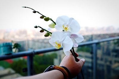 Cropped image of woman holding flower